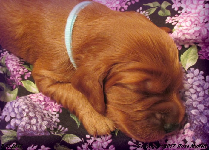 Tina's Puppies