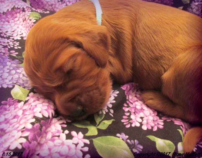 Tina's Puppies
