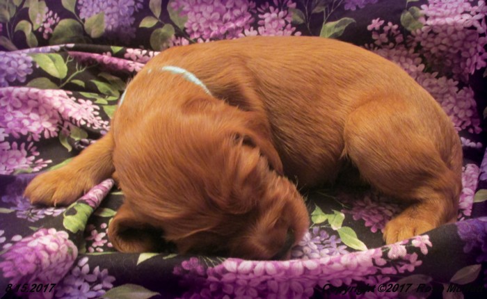 Tina's Puppies
