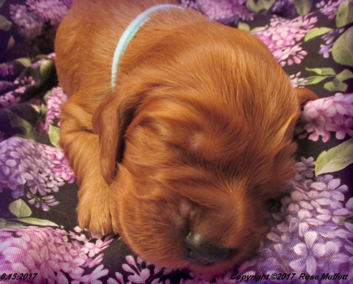 Tina's Puppies