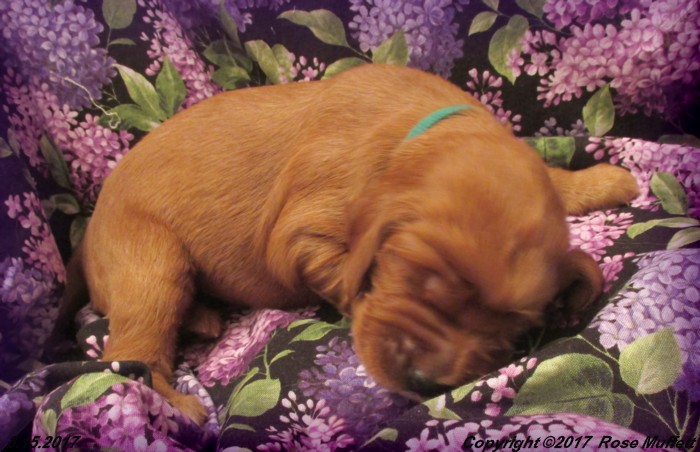 Tina's Puppies