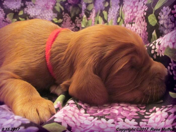 Tina's Puppies