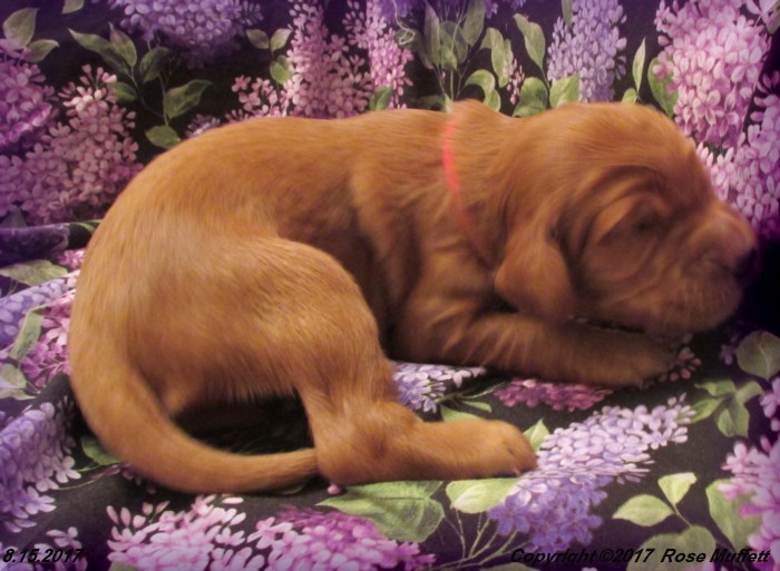 Tina's Puppies