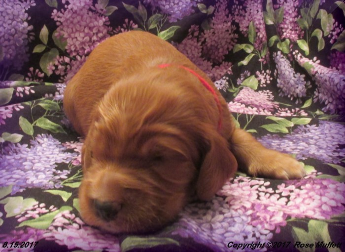Tina's Puppies