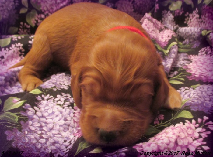 Tina's Puppies