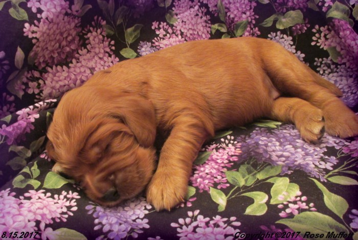Tina's Puppies