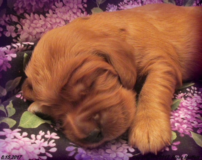 Tina's Puppies