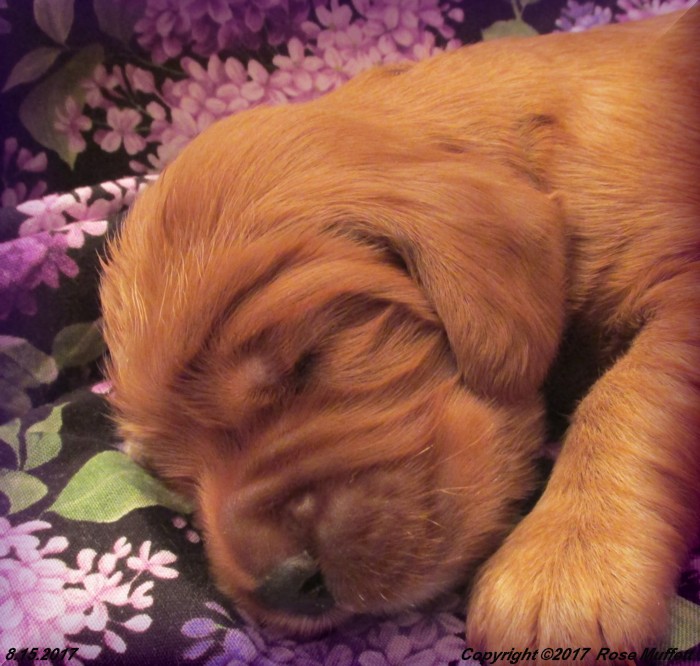 Tina's Puppies
