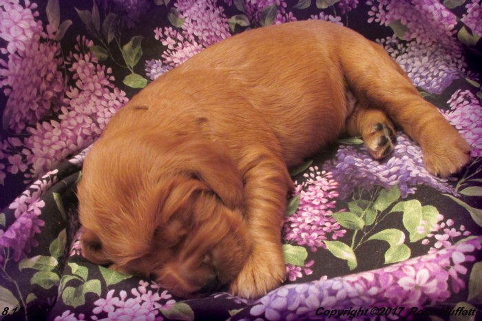 Tina's Puppies