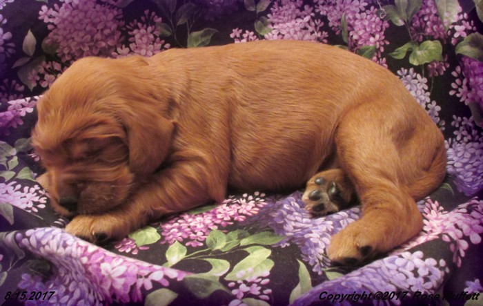 Tina's Puppies