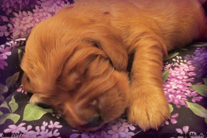 Tina's Puppies