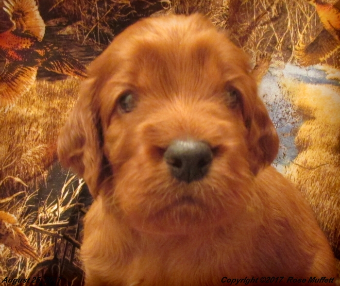Tina's Puppies