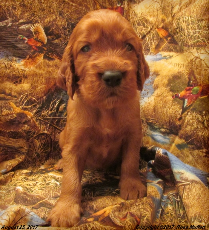Tina's Puppies