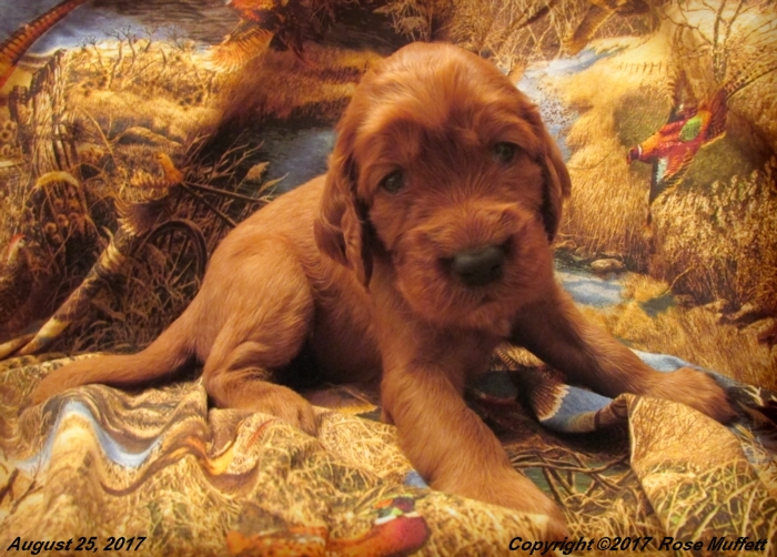 Tina's Puppies