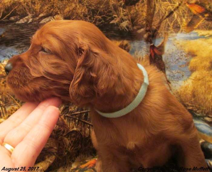 Tina's Puppies