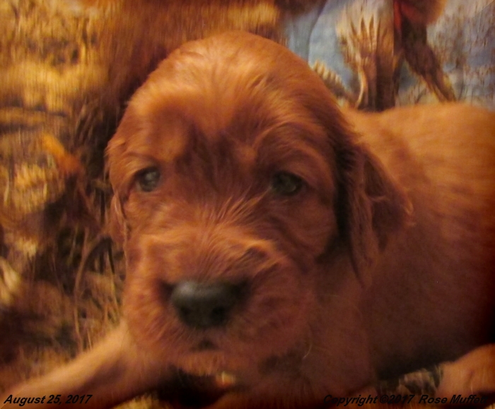 Tina's Puppies