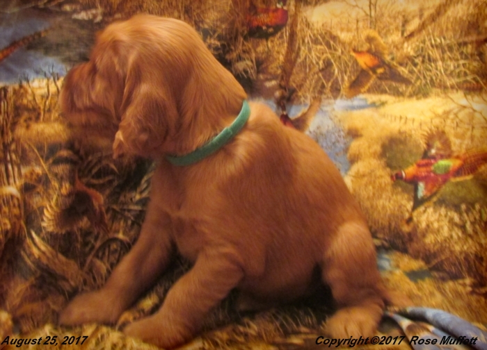 Tina's Puppies