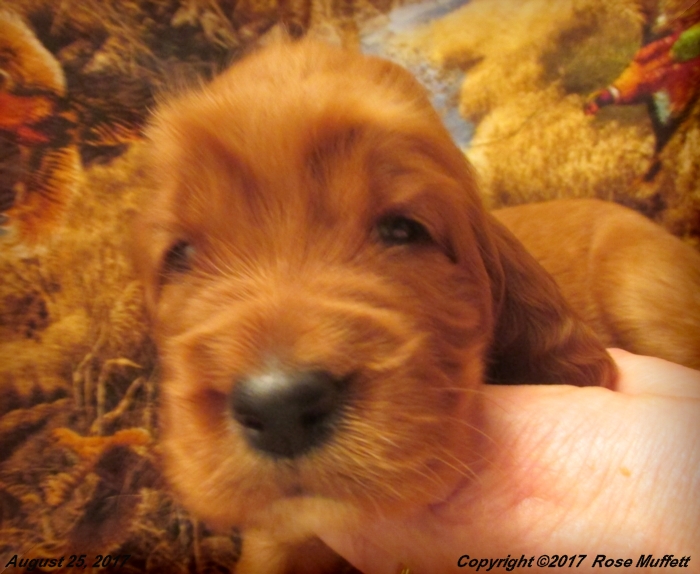 Tina's Puppies