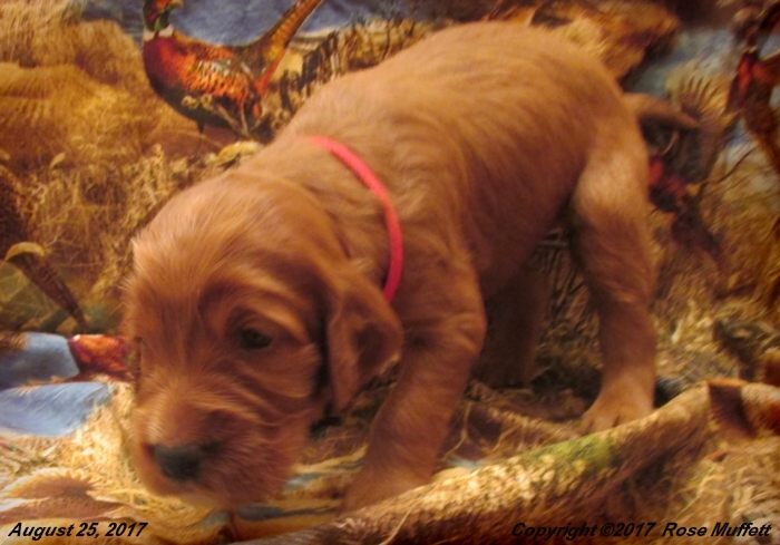 Tina's Puppies