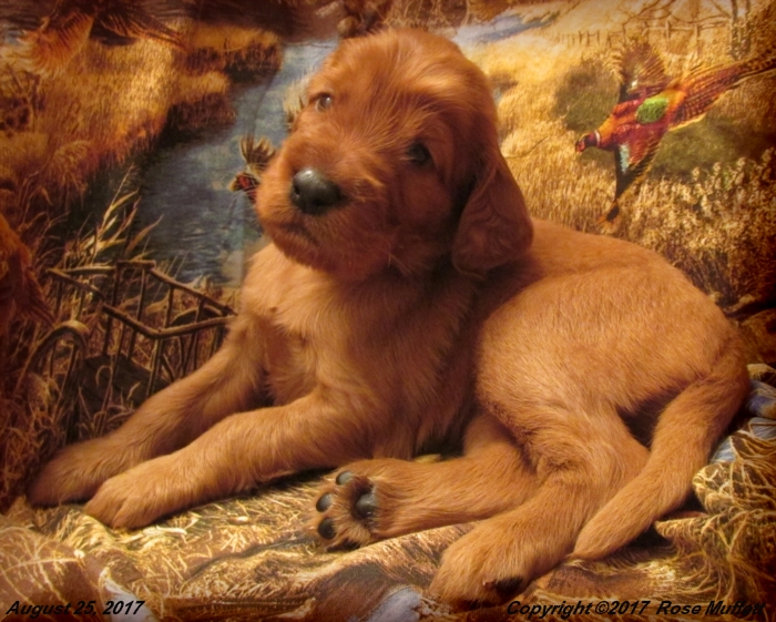 Tina's Puppies