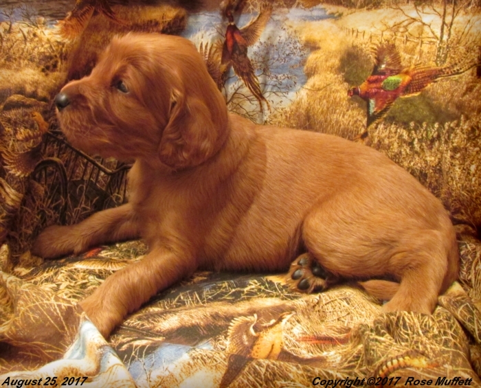 Tina's Puppies