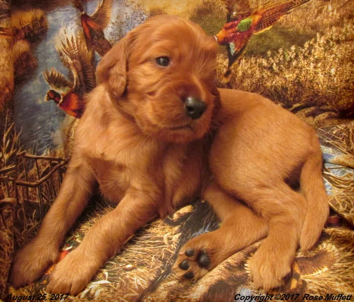 Tina's Puppies