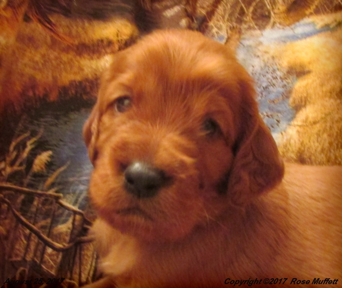 Tina's Puppies