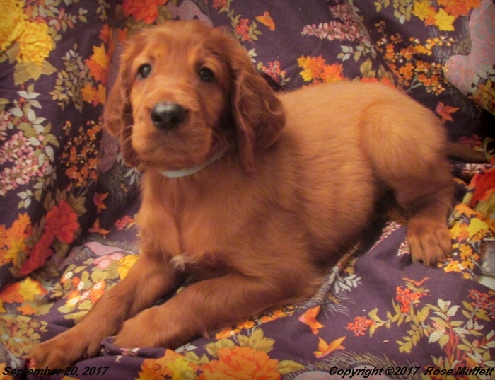 Tina's Puppies