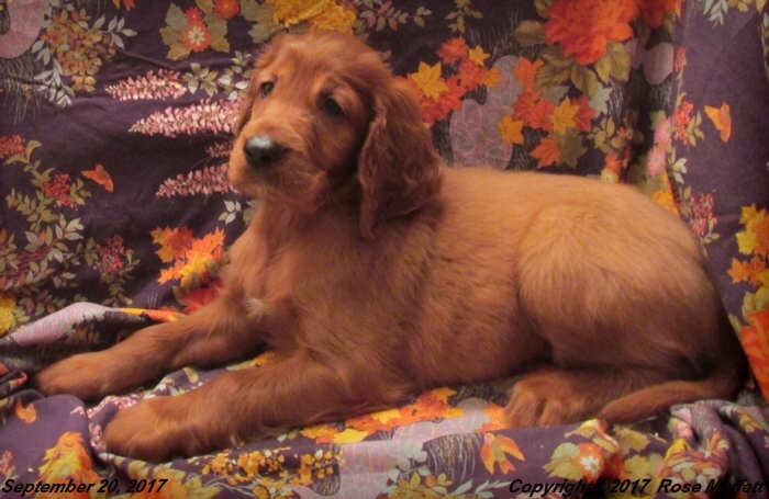 Tina's Puppies