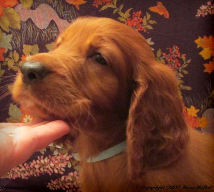 Tina's Puppies