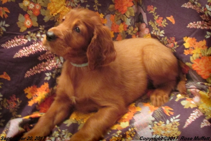 Tina's Puppies