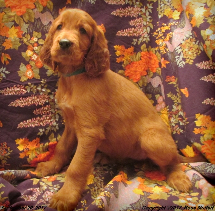Tina's Puppies
