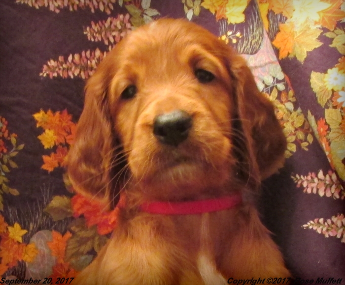 Tina's Puppies