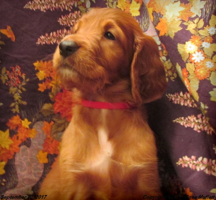 Tina's Puppies