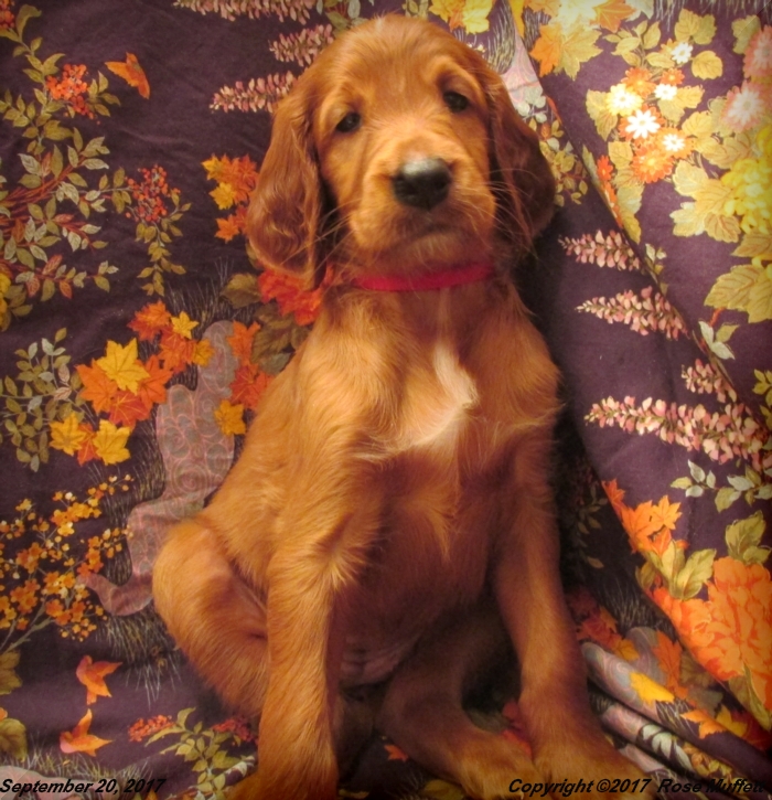Tina's Puppies