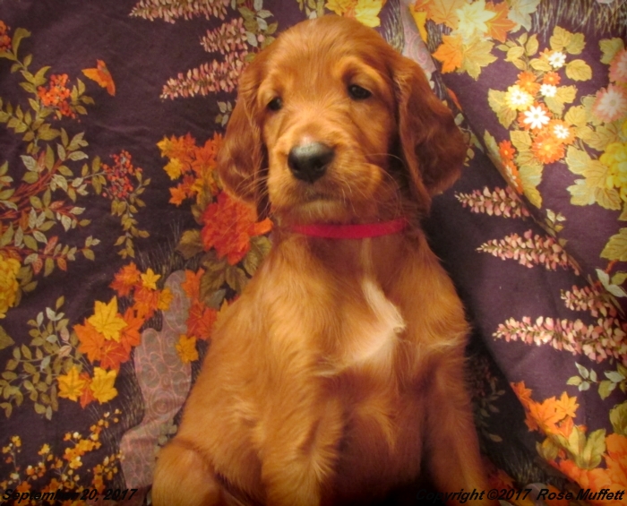 Tina's Puppies