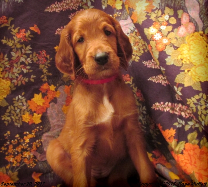 Tina's Puppies