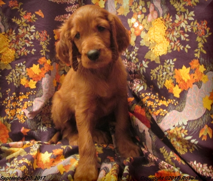 Tina's Puppies