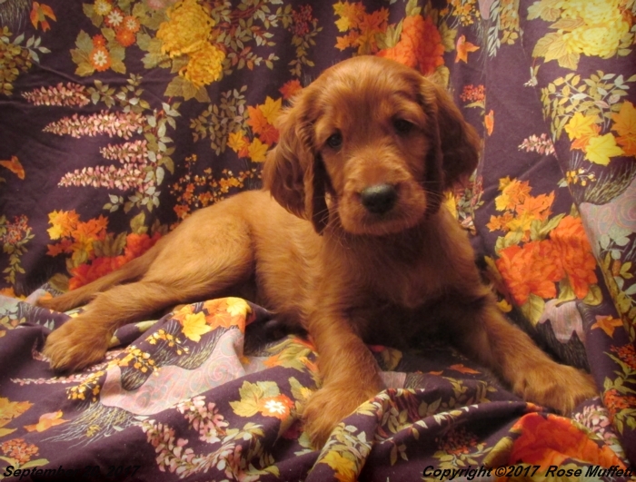 Tina's Puppies