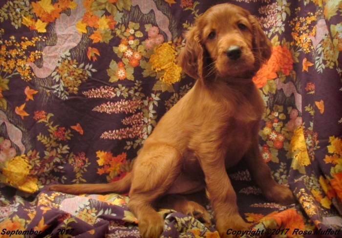 Tina's Puppies
