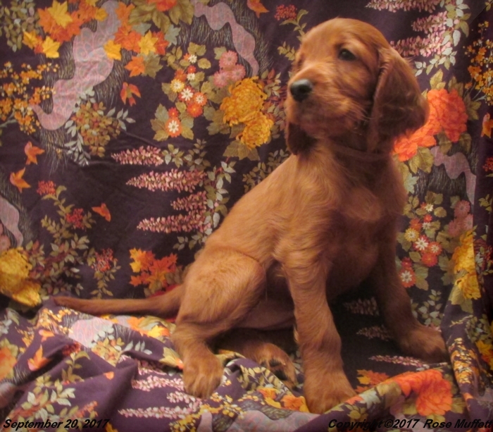 Tina's Puppies