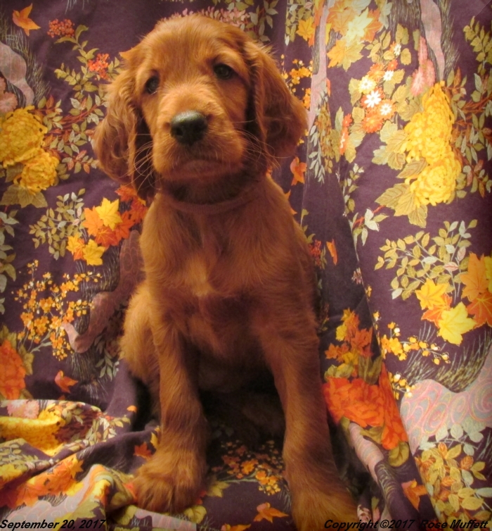 Tina's Puppies