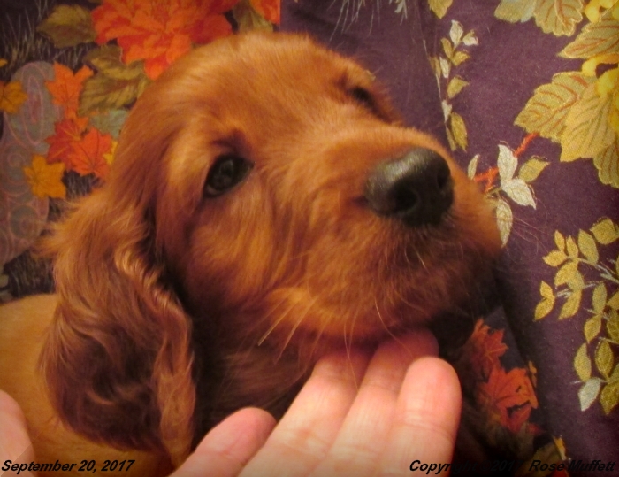 Tina's Puppies