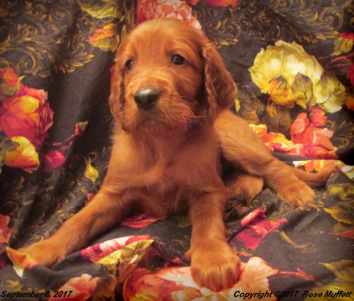 Tina's Puppies