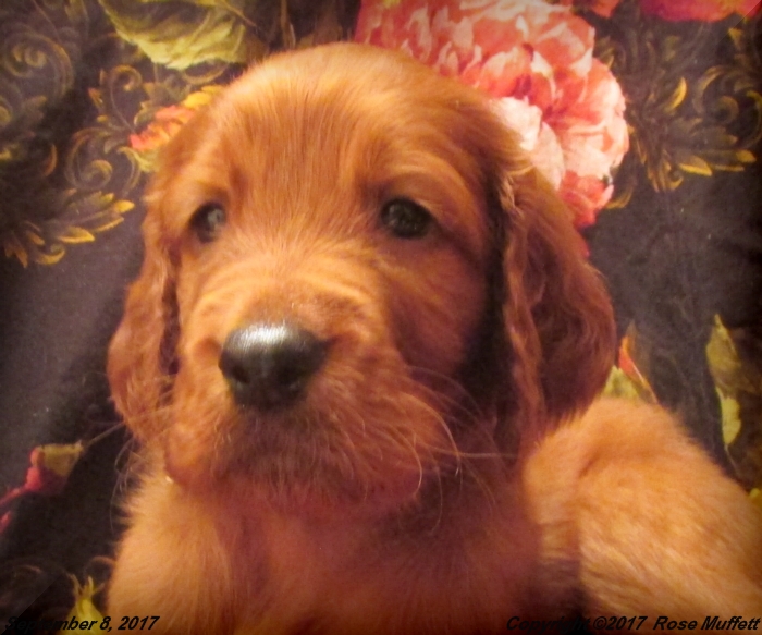 Tina's Puppies