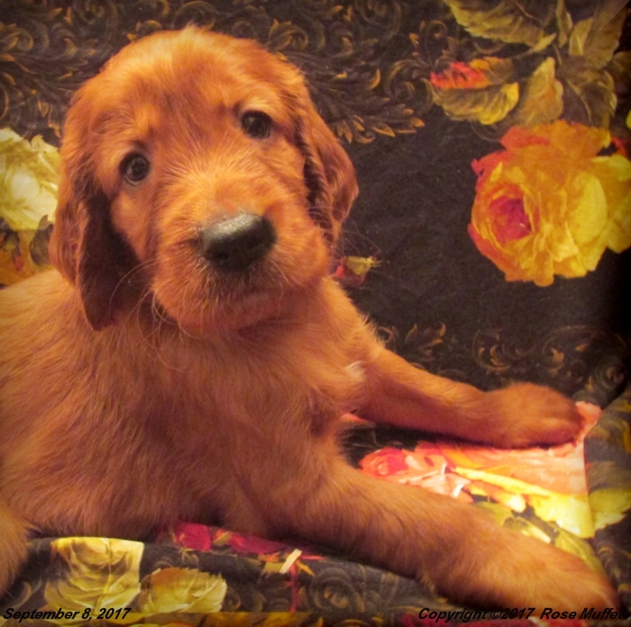 Tina's Puppies