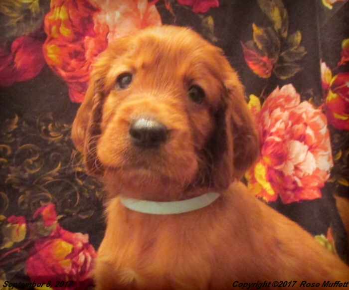 Tina's Puppies