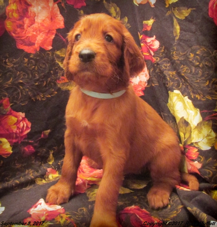 Tina's Puppies