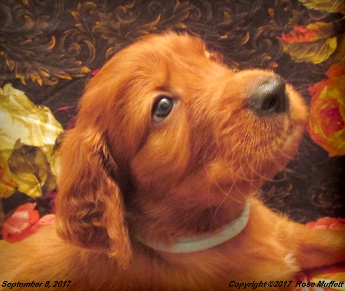 Tina's Puppies