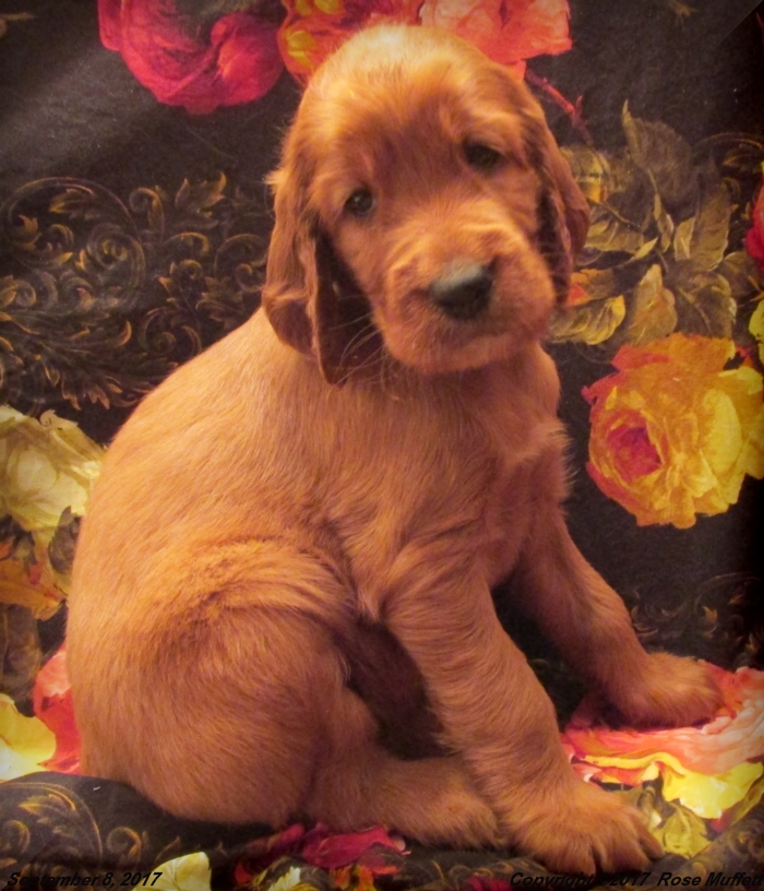 Tina's Puppies